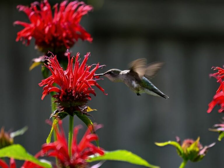Plant This One Thing And Hummingbirds Will Claim Your North Carolina Yard Every Summer