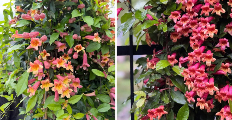 crossvine