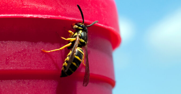 Why Tennessee Yellow Jackets Are Peak Aggressive In Early August And What Actually Works