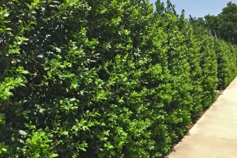 Native North Carolina Shrubs That Outlast Leyland Cypress As A Privacy Screen Without The Headaches