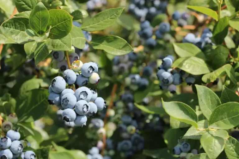 8 Nut And Berry Bushes That Keep Feeding North Carolina Yards For Decades From One Planting