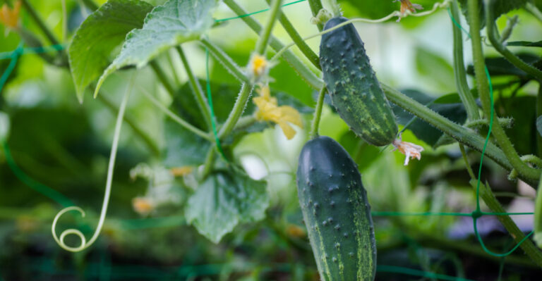 Why Oregon Cucumbers Turn Bitter In August And How To Fix It Fast