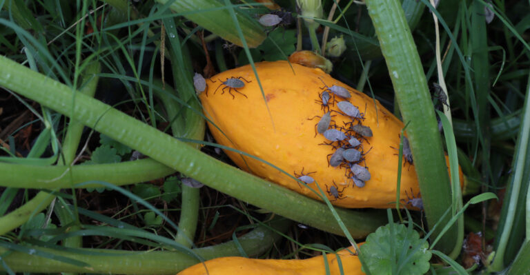 How To Stop Squash Bugs From Taking Over Your Kentucky Garden