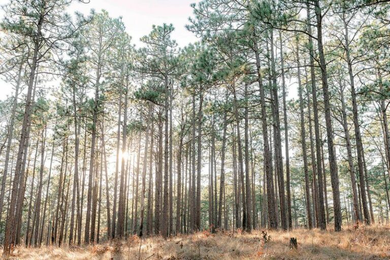 7 Native North Carolina Trees To Plant Instead Of Crape Myrtle For Better Color And Pollinators