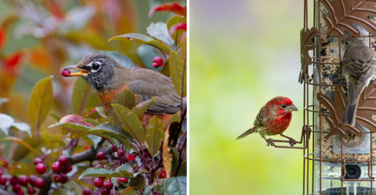 Why Illinois Backyards Are Becoming Wildlife Recovery Zones After July Heat