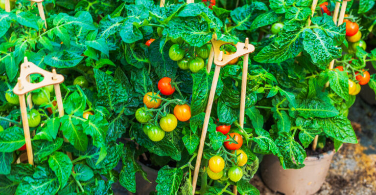 The California Vegetable Garden Trick That Buys You Three More Weeks Of Tomato Harvest
