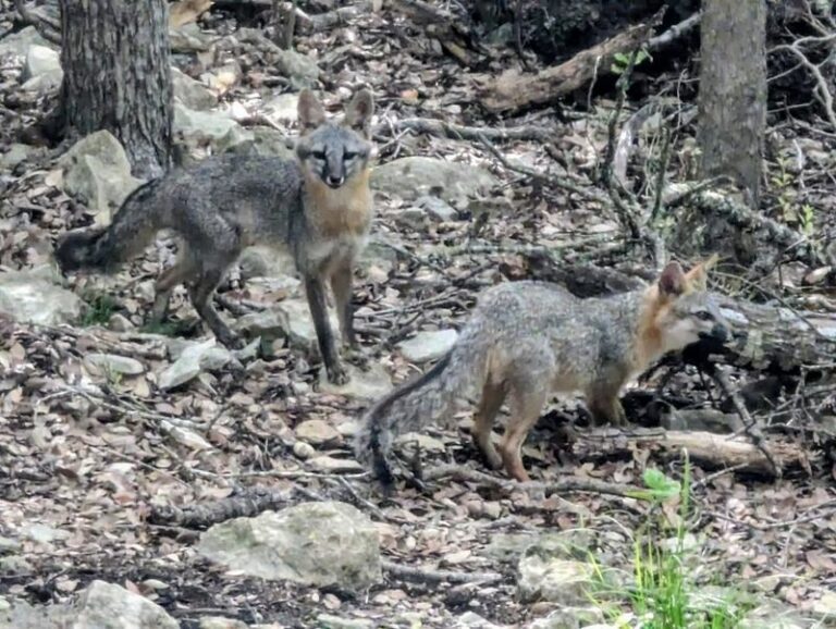 The Reason Foxes Keep Circling Back To Certain North Carolina Yards Season After Season