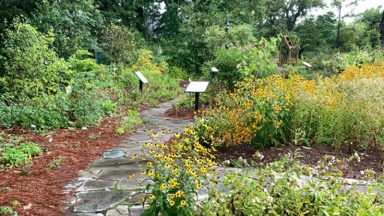 Skip Liriope Along Your North Carolina Walkway And Plant These Natives That Feed Pollinators Instead