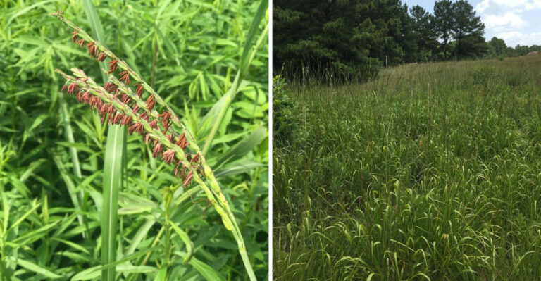 This Native Grass Is A Better Choice Than Invasive Silvergrass In Georgia