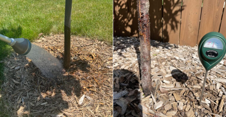 How Oregon Gardeners Should Water Fruit Trees During Dry August Weeks