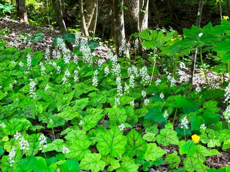 Native North Carolina Ground Covers That Smother Weeds Better Than The Pine Straw You Rebuy Every Year