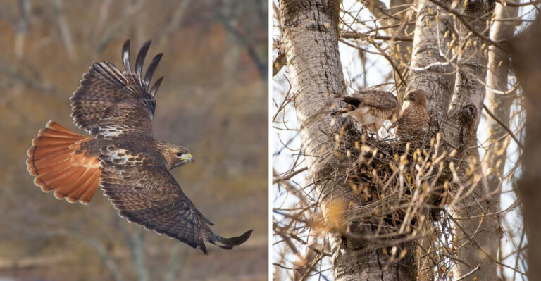 hawk flying and hawk nest