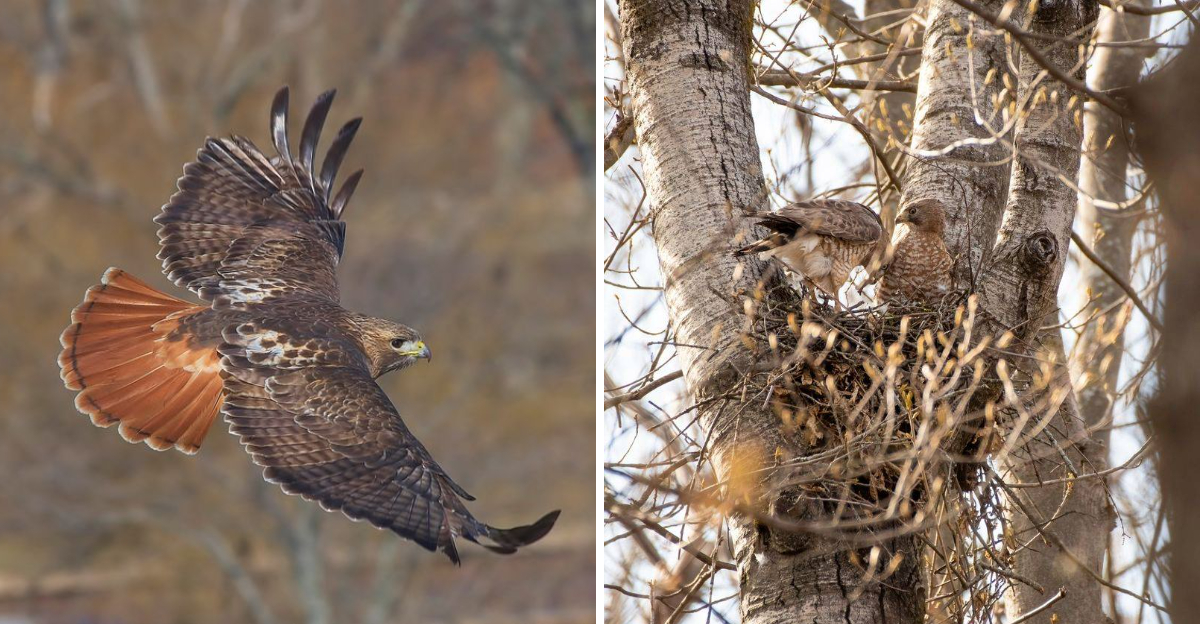 hawk flying and hawk nest