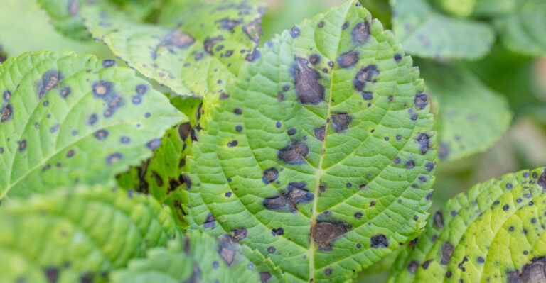 Why Your Connecticut Hydrangea Leaves Have Brown Spots This Week