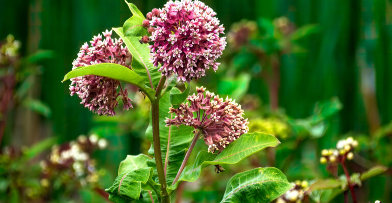 common milkweed