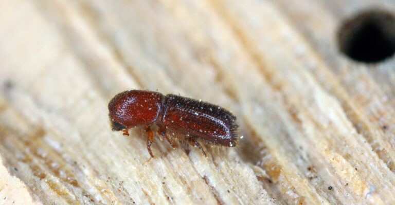 This Florida Tree Pest Gets Less Attention Than It Deserves And Spreads Twice As Fast