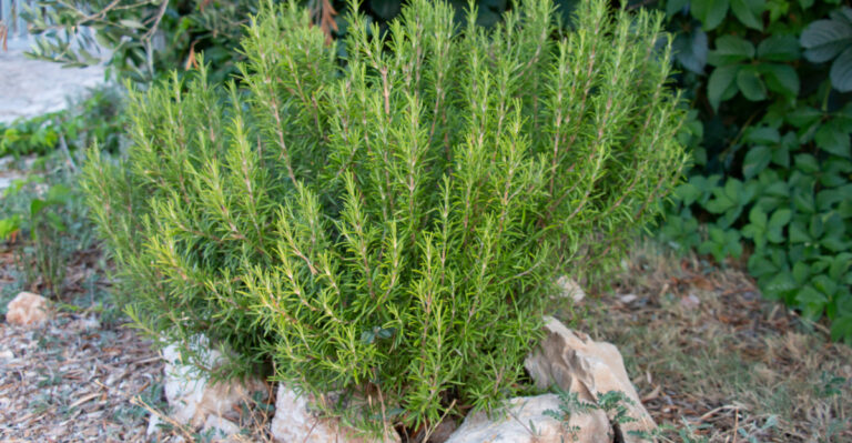 rosemary