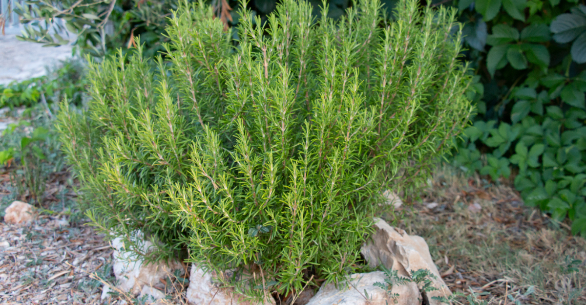 rosemary