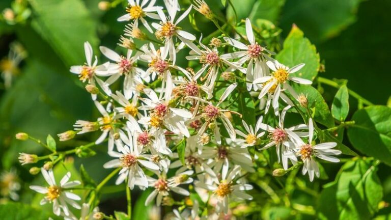 The Native North Carolina Wildflowers That Fill A Wet Ditch Where Black-Eyed Susans Drown