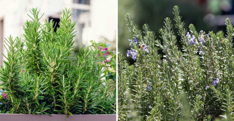 rosemary
