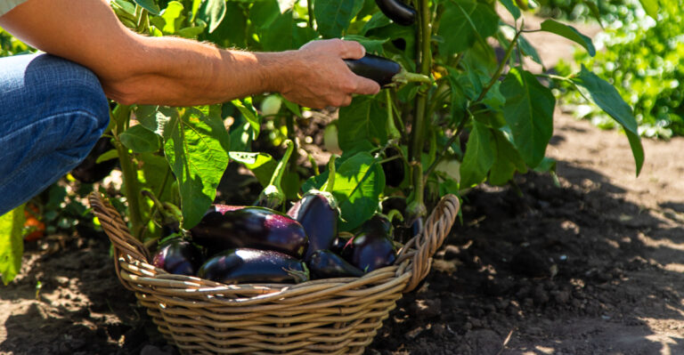 eggplant harvest