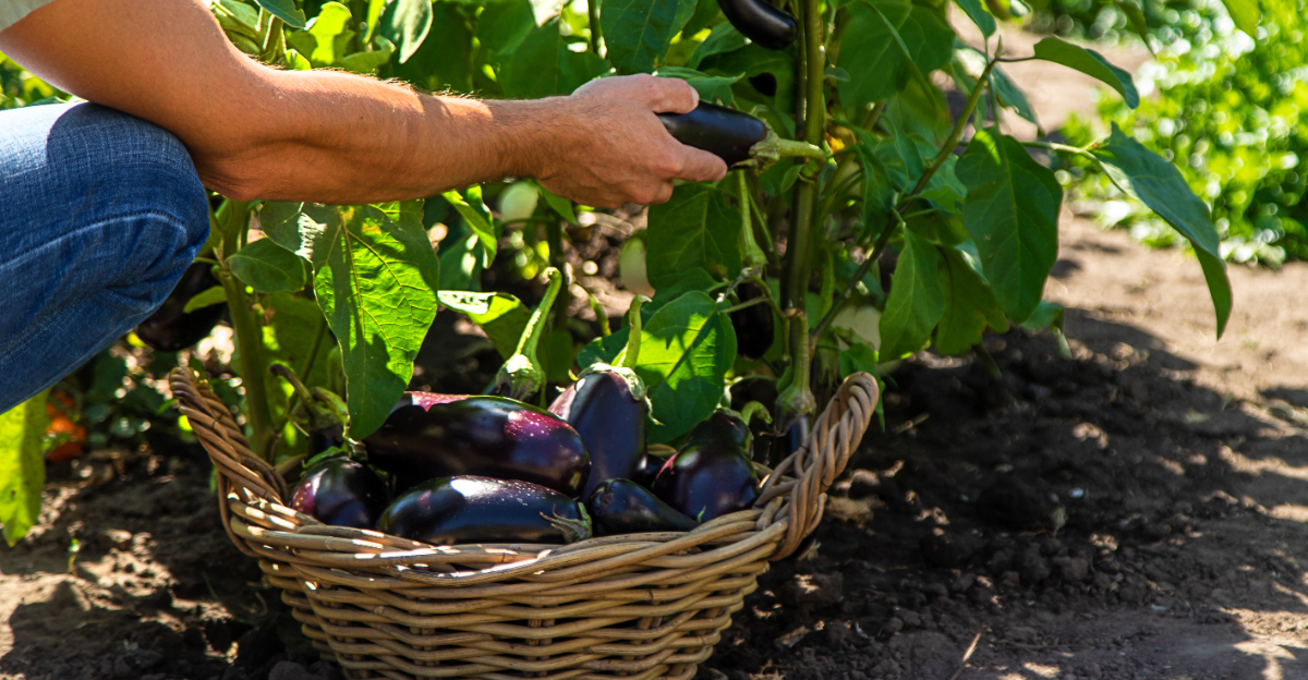 eggplant harvest