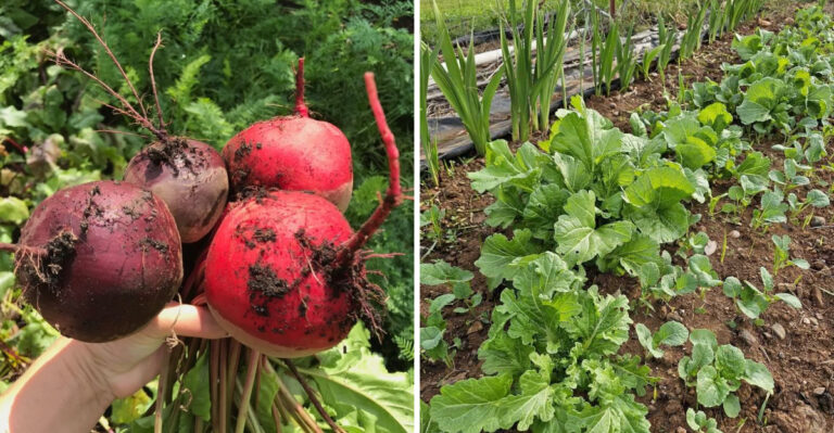 The Cool-Season Vegetables Georgia Gardeners Should Start Planting In Early September