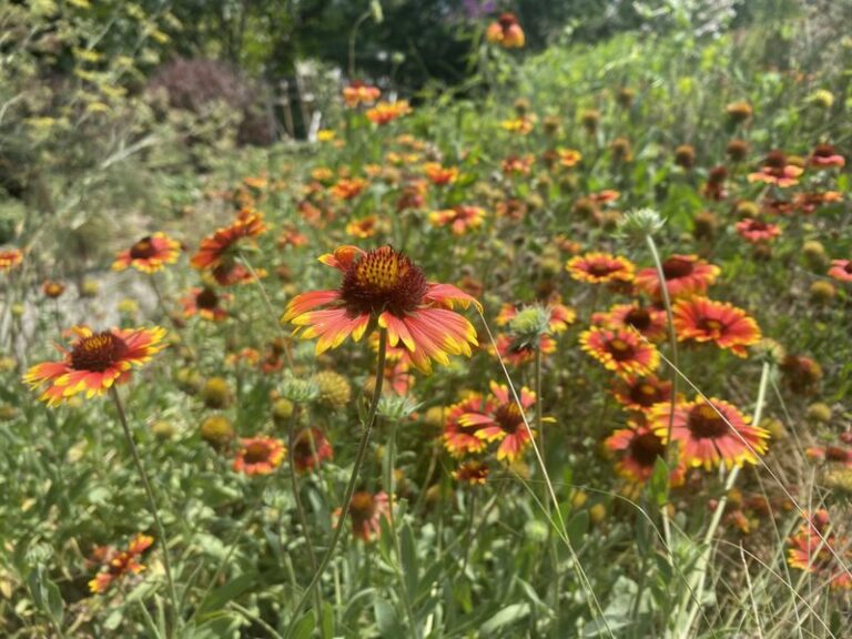 The Most Underrated North Carolina Perennial That Keeps Blooming In Full Sun While Everything Else Wilts