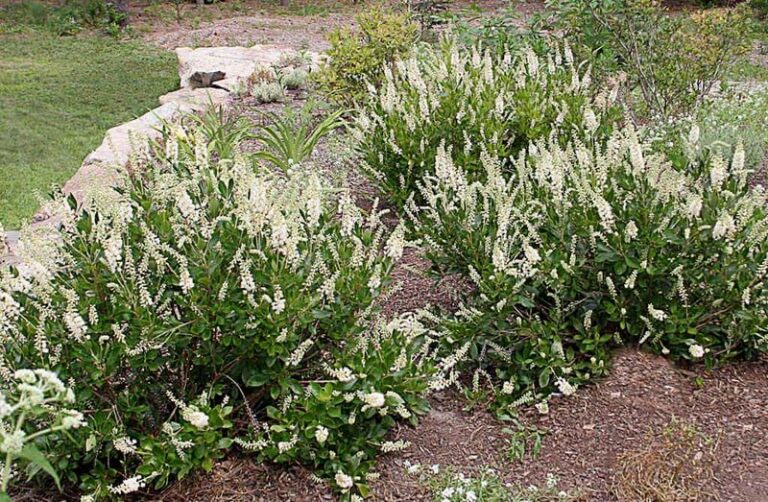 The Native North Carolina Shrub That Peaks In August When Every Other Flower Has Quit