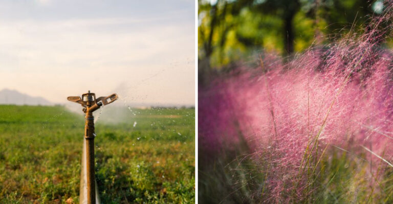 Why Florida HOA Landscaping Rules Are About To Change And What To Plant Now