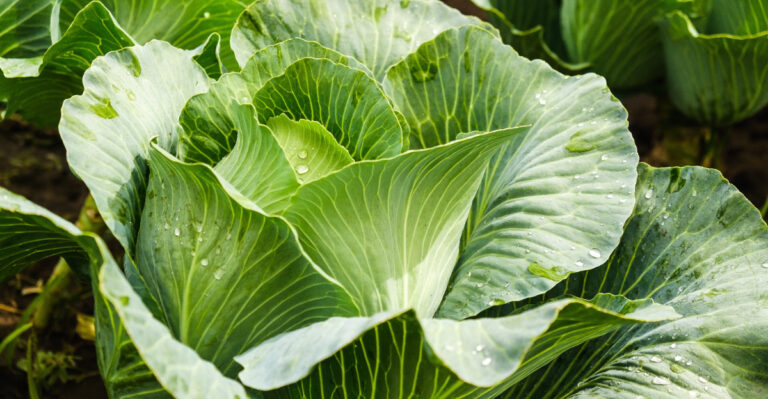 The Fall Crops Oregon Gardeners Should Start Before Mid-August Sneaks Up