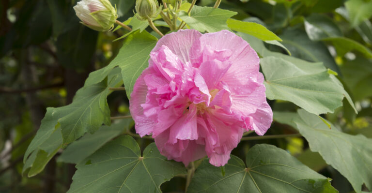 plant (featured image)