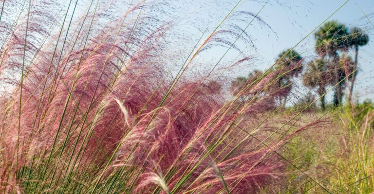 The Florida Native Plant That HOAs Keep Trying To Ban But Legally Cannot