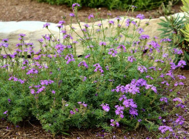 The Most Underrated North Carolina Perennial That Keeps Blooming From Spring Straight Through Fall