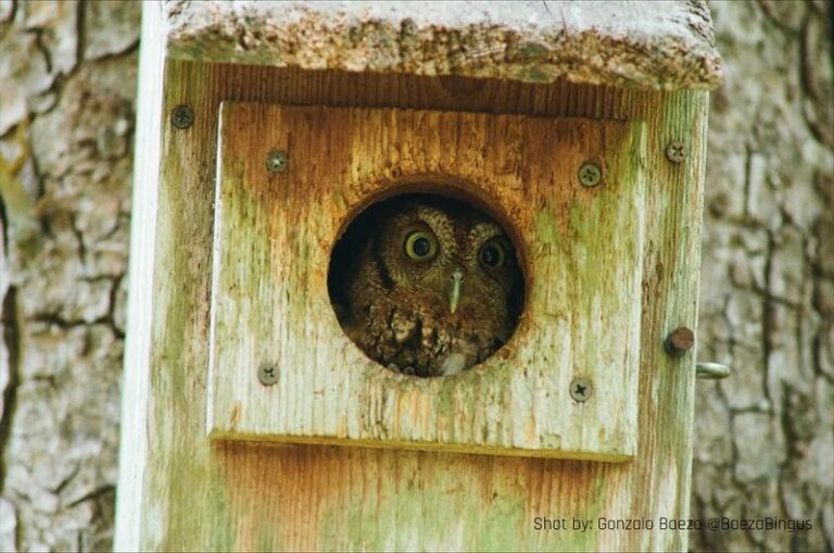 Why More North Carolina Homeowners Are Adding Owl Houses And Watching Their Rodent Problems Vanish