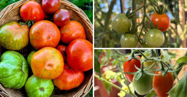 The Fall Tomato Varieties Texans Set Out In Early August For A Harvest