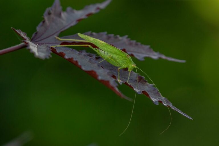 What Katydids Calling From Your North Carolina Trees Every Night Are Telling You About Fall