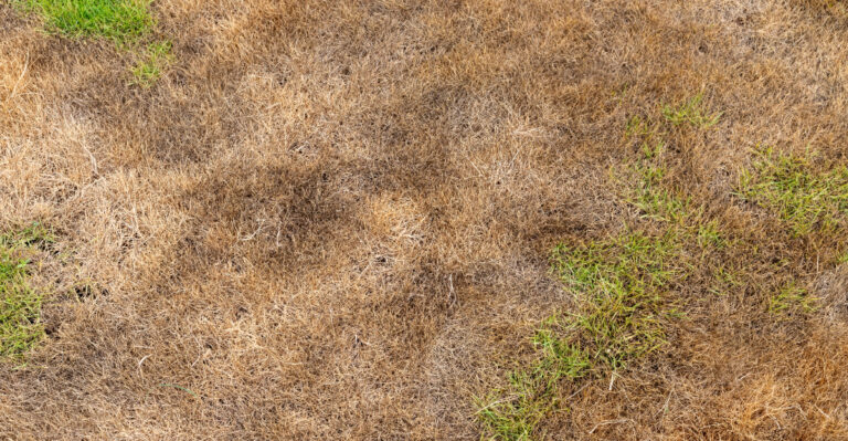 Never Apply High-Nitrogen Fertilizer To Heat-Stressed Georgia Lawns Right Now