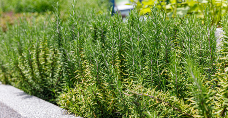 The Real Reason California Rosemary Struggles After Its Second Year