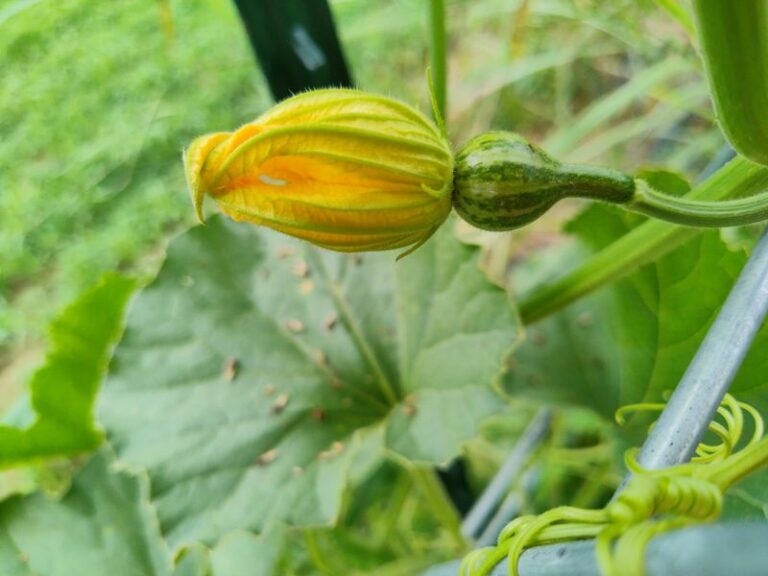 Why North Carolina Squash Plants Set Flowers But Never Fruit In The July Heat