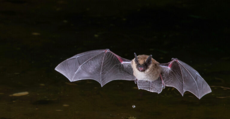 bat (featured image)