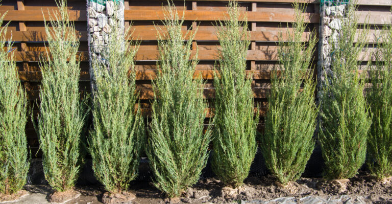 The Reason North Carolina Homeowners Are Planting Fast-Growing Conifers This Summer