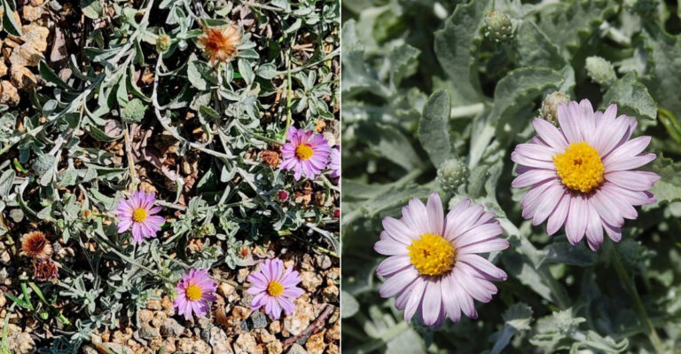 The California Groundcover That Stays Cooler Than Gravel During Extreme Heat
