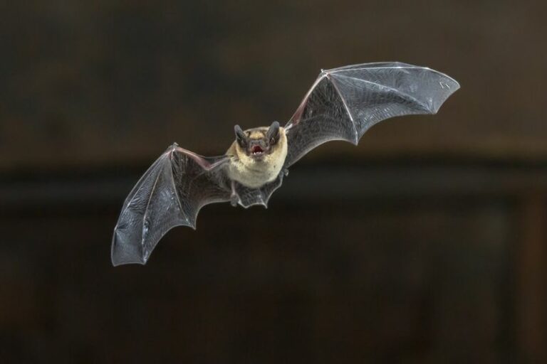 More Bats Over Your North Carolina Yard Means Fewer Mosquitoes At Dusk, And Here’s How To Draw Them In