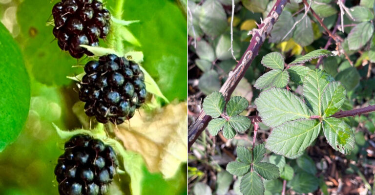The Himalayan Blackberry Seed Dispersal Window Oregon Gardeners Miss Every Single August