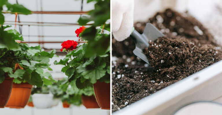 Revive Heat-Stressed Container Plants With This Early August Care Plan In New Jersey