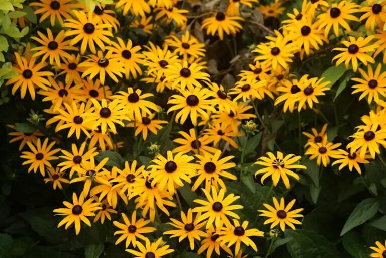 11 North Carolina Perennials That Multiply Themselves So You Fill New Beds For Free