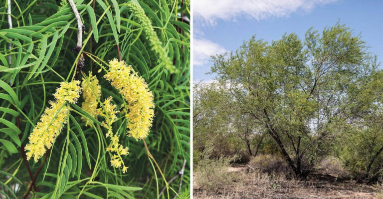 This Is Why Every Arizona Garden Needs A Mesquite Tree For Deep Shade