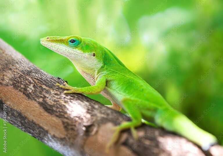 What It Really Means When Anoles Stop Showing Up In Your North Carolina Garden