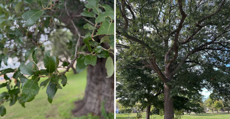 7 Native Michigan Trees That Work Better Than Norway Maple Along Street Edges